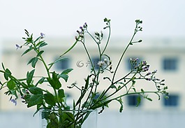 情感,野花,李ti