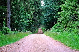 离,森林路径,森林