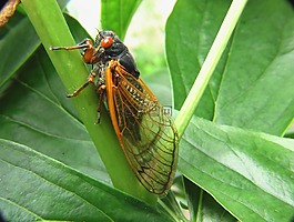 蝉,昆虫,甲虫，昆虫