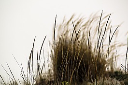 海,草,种子