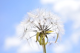 有婆罗门参,蒲公英,天空