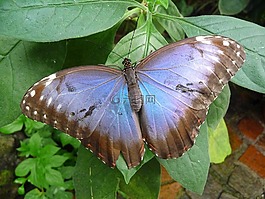 蝴蝶,蝴蝶屋mainau,蓝色