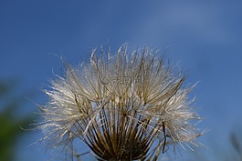有婆罗门参,蒲公英,天空
