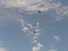 加州秃鹰,秃鹰,鸟