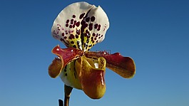 frauenschuh,兰花,壮丽的