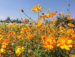 植物,花,橘色