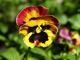 潘茜,双色彩,春季觉醒