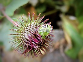 植物,豆芽,昆虫