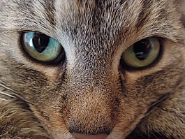 猫,小猫,猫头