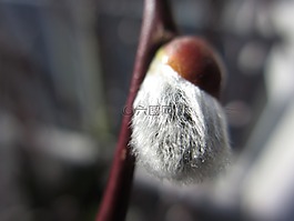 春天,柳絮,芽