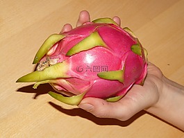 火龙果,pitahaya,火龙果monacanthus