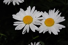 雏菊,洁白的花朵,春