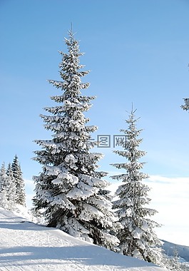 冬天,雪,树