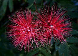 缨粟花图片 缨粟花素材 缨粟花模板免费下载 六图网