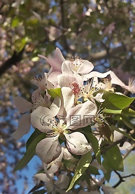 粉红色,开花,淡粉色