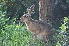 野兔,野生野兔,驴的