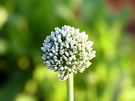 花,大蒜,性质