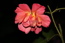 夜色,开花,枯萎