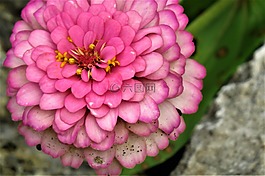 花,粉红色,关闭了