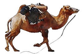 骆驼,动物,水彩画