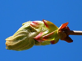 芽,板栗,板栗芽