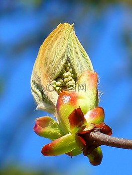 芽,板栗,板栗芽