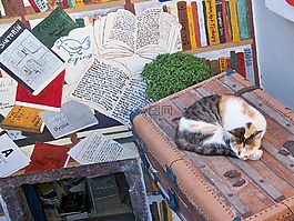 猫,圣托里尼,书