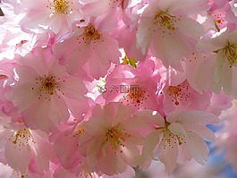 日本樱花树,开花,樱花