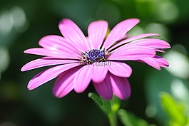 花,宏,蕊