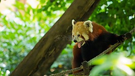 熊猫,树,可爱