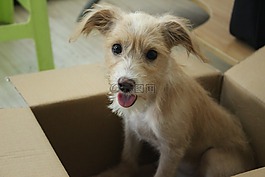 狗狗,呆萌,可爱