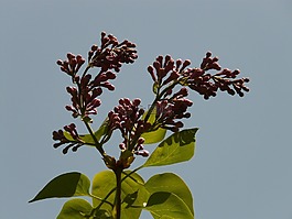 紫丁香,常见的丁香,观赏灌木