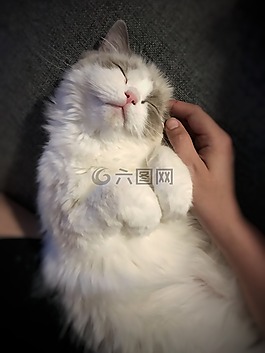 猫,布娃娃,动物