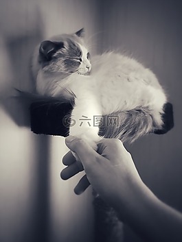 猫,布娃娃,动物
