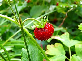 草莓,木草莓,红色