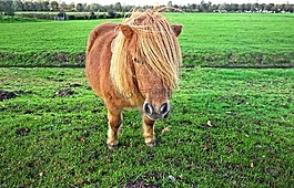 设得兰群岛的小马,小马,鬃毛