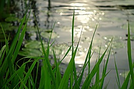 河,河岸,蔺