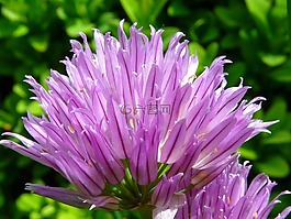 韭菜,开花,药草有限