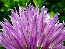 韭菜,开花,药草有限