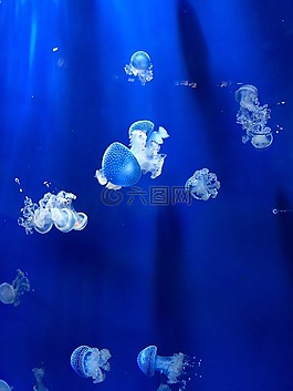 水母,水族馆,热那亚水族馆