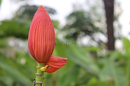 香蕉花香蕉,香蕉、观赏,香蕉