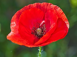 罂粟,夏季,花卉