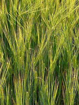 大麦场,大麦,谷物