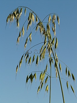 燕麦,野燕麦,甘草