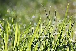 露水,上午,草地