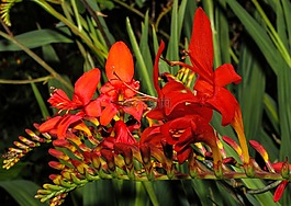 montbretia,花园 montbretia,crocosmia×crocosmiiflora