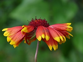 孙酿造,helenium,复合材料