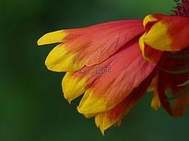 孙酿造,helenium,复合材料