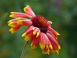孙酿造,helenium,复合材料