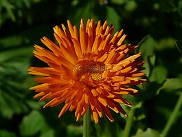 万寿菊,金盏菊,园艺